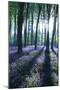 Sunlight Through Treetrunks in Bluebell Woods, Micheldever, Hampshire, England-David Clapp-Mounted Photographic Print