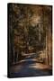 Sunlit Autumn Path-Jai Johnson-Stretched Canvas