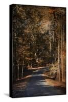Sunlit Autumn Path-Jai Johnson-Stretched Canvas