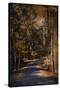 Sunlit Autumn Path-Jai Johnson-Stretched Canvas