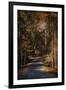 Sunlit Autumn Path-Jai Johnson-Framed Giclee Print