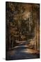 Sunlit Autumn Path-Jai Johnson-Stretched Canvas