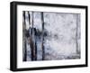 Sunlit bark II-Alexys Henry-Framed Giclee Print