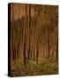 Sunlit Birches, 1924-Gunnar Widforss-Stretched Canvas