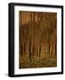 Sunlit Birches, 1924-Gunnar Widforss-Framed Giclee Print