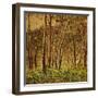 Sunlit Birches, 1924-Gunnar Widforss-Framed Giclee Print