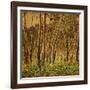 Sunlit Birches, 1924-Gunnar Widforss-Framed Giclee Print