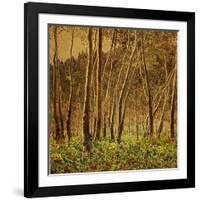 Sunlit Birches, 1924-Gunnar Widforss-Framed Giclee Print