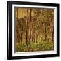 Sunlit Birches, 1924-Gunnar Widforss-Framed Giclee Print