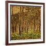 Sunlit Birches, 1924-Gunnar Widforss-Framed Giclee Print