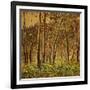 Sunlit Birches, 1924-Gunnar Widforss-Framed Giclee Print