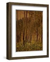 Sunlit Birches, 1924-Gunnar Widforss-Framed Giclee Print