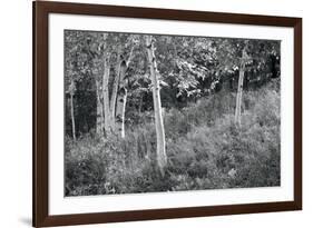 Sunlit Birches I-Sue Schlabach-Framed Art Print