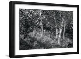 Sunlit Birches II-Sue Schlabach-Framed Art Print