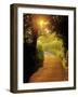 Sunlit Country Lane, Devon, England-Peter Adams-Framed Photographic Print