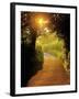 Sunlit Country Lane, Devon, England-Peter Adams-Framed Photographic Print