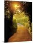 Sunlit Country Lane, Devon, England-Peter Adams-Mounted Photographic Print