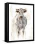 Sunlit Cows I-Danita Delimont-Framed Stretched Canvas