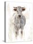 Sunlit Cows I-Danita Delimont-Stretched Canvas