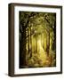 Sunlit Forest Path-Cherie Roe Dirksen-Framed Giclee Print