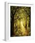 Sunlit Forest Path-Cherie Roe Dirksen-Framed Giclee Print