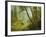 Sunlit Forest-Albert Bierstadt-Framed Giclee Print