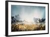 Sunlit Glen-Kari Taylor-Framed Giclee Print