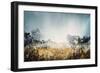 Sunlit Glen-Kari Taylor-Framed Giclee Print