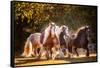 Sunlit Horses III-null-Framed Stretched Canvas