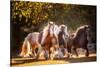 Sunlit Horses III-null-Stretched Canvas