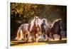 Sunlit Horses III-null-Framed Photographic Print