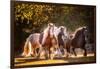 Sunlit Horses III-null-Framed Photographic Print