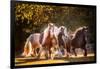 Sunlit Horses III-null-Framed Photographic Print