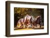 Sunlit Horses III-null-Framed Photographic Print