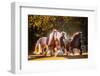 Sunlit Horses III-null-Framed Photographic Print