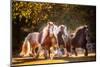 Sunlit Horses III-null-Mounted Photographic Print