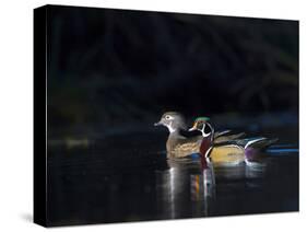 Sunlit Male and Female Wood Ducks (Aix Sponsa) in Breeding Plumage, Washington, USA-Gary Luhm-Stretched Canvas