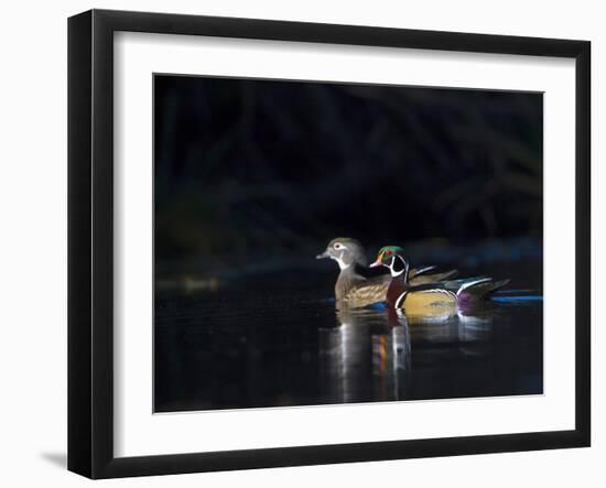 Sunlit Male and Female Wood Ducks (Aix Sponsa) in Breeding Plumage, Washington, USA-Gary Luhm-Framed Premium Photographic Print