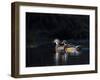 Sunlit Male and Female Wood Ducks (Aix Sponsa) in Breeding Plumage, Washington, USA-Gary Luhm-Framed Photographic Print