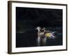 Sunlit Male and Female Wood Ducks (Aix Sponsa) in Breeding Plumage, Washington, USA-Gary Luhm-Framed Photographic Print