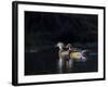 Sunlit Male and Female Wood Ducks (Aix Sponsa) in Breeding Plumage, Washington, USA-Gary Luhm-Framed Photographic Print