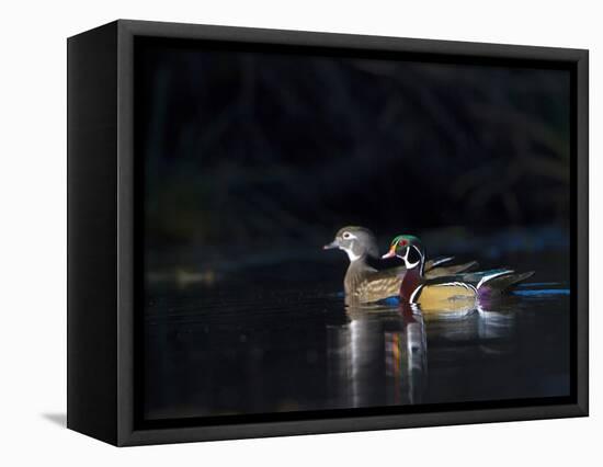 Sunlit Male and Female Wood Ducks (Aix Sponsa) in Breeding Plumage, Washington, USA-Gary Luhm-Framed Stretched Canvas