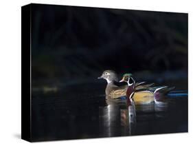 Sunlit Male and Female Wood Ducks (Aix Sponsa) in Breeding Plumage, Washington, USA-Gary Luhm-Stretched Canvas