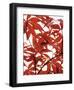 Sunlit Maple 1-Jenny Kraft-Framed Art Print