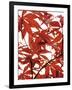 Sunlit Maple 1-Jenny Kraft-Framed Art Print