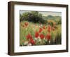 Sunlit Meadow-Mary Dipnall-Framed Art Print