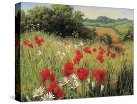 Sunlit Meadow-Mary Dipnall-Stretched Canvas