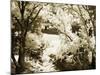 Sunlit Meadows II-Alan Hausenflock-Mounted Photographic Print