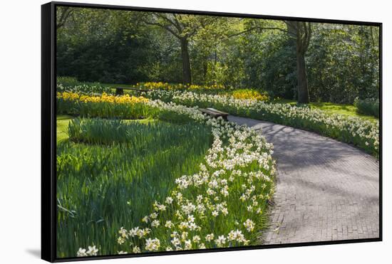 Sunlit path in daffodil garden-Anna Miller-Framed Stretched Canvas