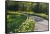 Sunlit path in daffodil garden-Anna Miller-Framed Stretched Canvas